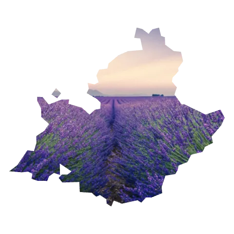 Provence — Lavender, Valensole